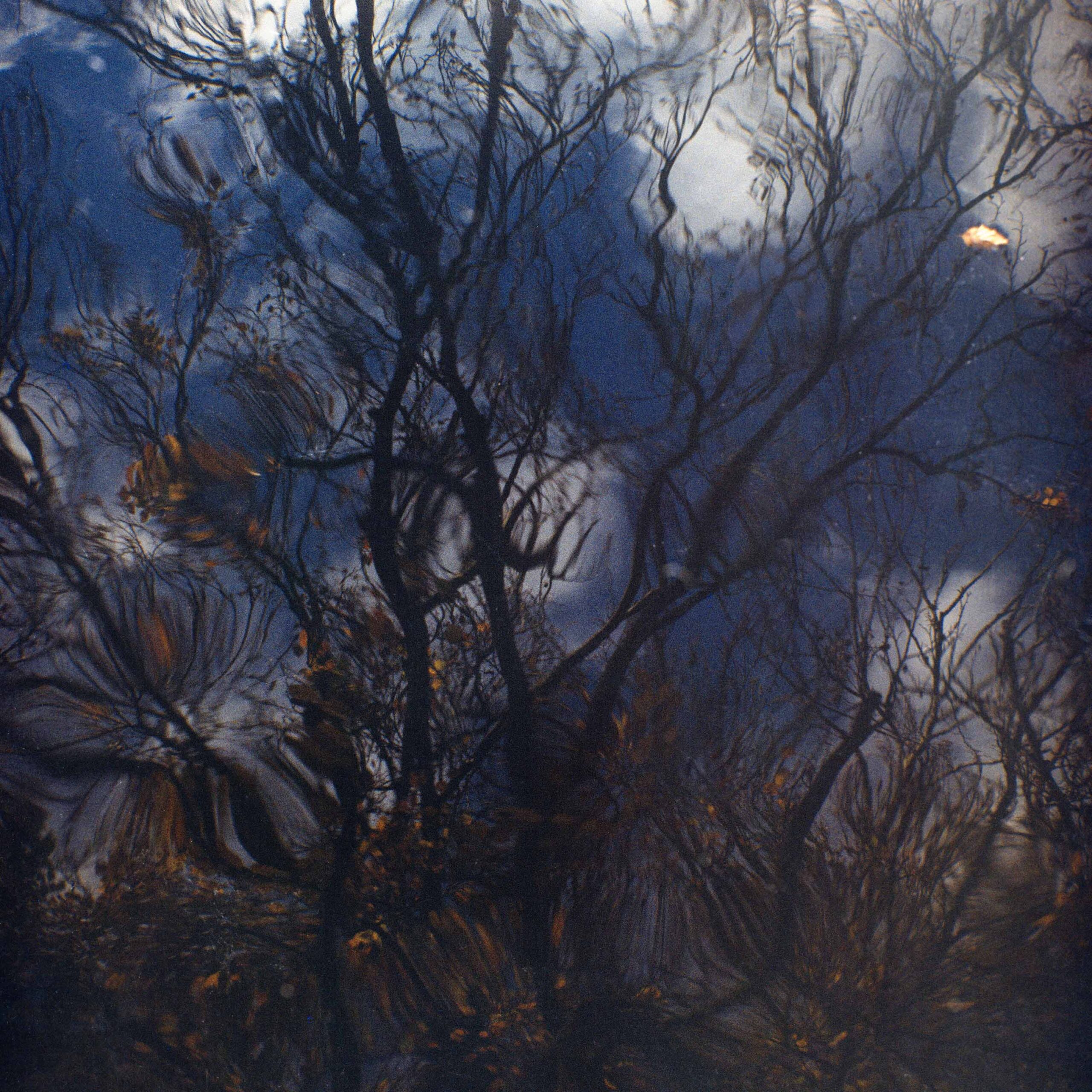 Elizabeth O’Shaughnessy